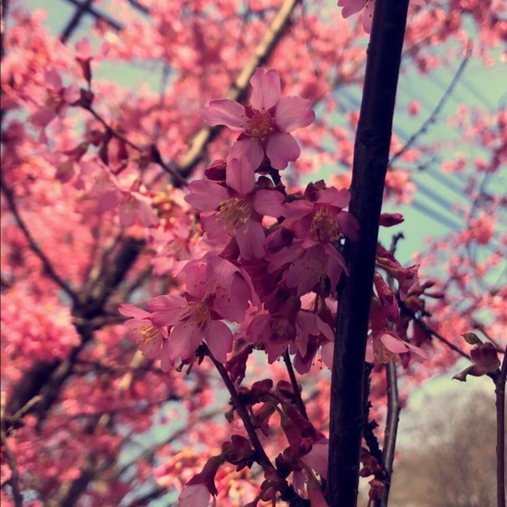 Meet your Posher, Alexa